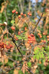 red berries of viburnum on a branch