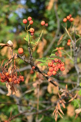 red berries of viburnum on a branch