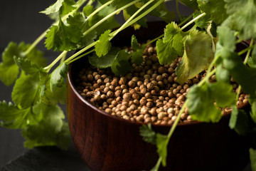 cilantro coriander seeds