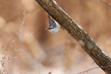 Tireless forest hunter, eurasian nuthatch, hanging on a branch upside down with sunflower seeds in its beak.