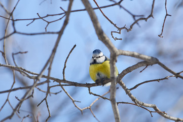 Fototapeta premium Small bird, blue tit, sits on a branch with sunflower seeds in its paws in the midst of winter.