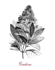 Vintage engraving of chincona,  medicinal plant source for quinine, native of Andean forest. Cinchona has opposite lanceolate leaves,  small flowers in panicles and the fruit is a capsule with seeds