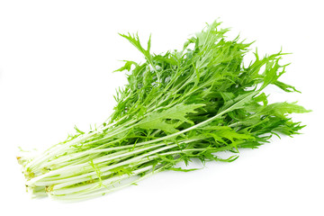 Mizuna lettuce isolated Japanese Mustard, vegetable salad for good health on white background