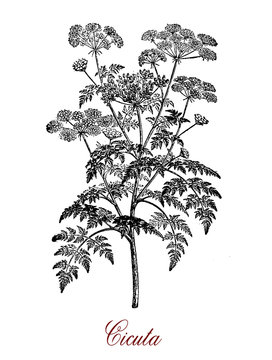 Vintage botanical engraving of Cicuta or water hemlock, highly poisonous plant with small white flowers arranged in umbrella shape.