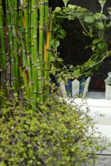 plants in greenhouse