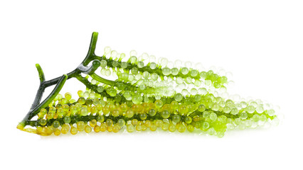 Sea grapes ( green caviar ) seaweed on white background