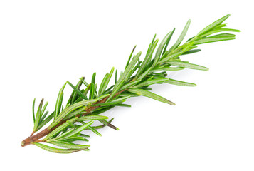 Fototapeta premium Rozmaryn na białym tle
