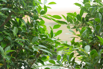 rain drop on green leaf nature