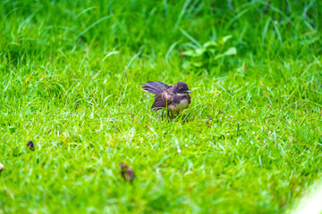 Malaysian Pied Fantail; black bird with white chest and tail., live in the garden and grass field around Bangkok, or center and north of Thailand.