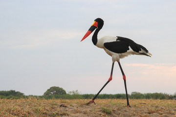 Saddle Billed stork walks through the field in search of food.