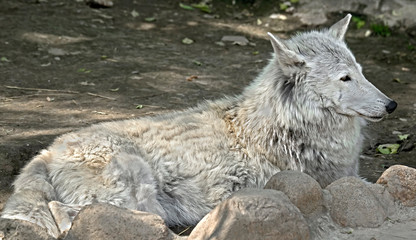 Arctic wolf. Latin name - Canis lupus arctos