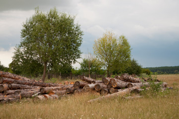 Firewood and green trees in the field. Suburb. Grey clouds in the sky. Summer 