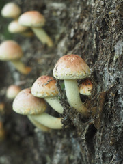 Hypholoma fasciculare closeup