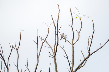 2 birds hang on to dry branch tree.