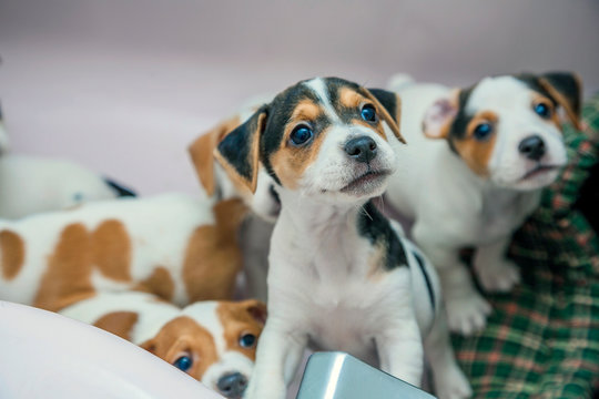 adorable beagle puppy in the foreground