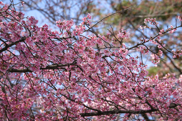咲き乱れるピンク色の桜