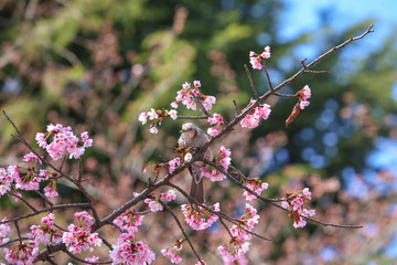桜の木で周囲を見回すヒヨドリ