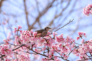 遠くを見つめるヒヨドリと桜の木