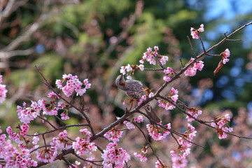 桜の花をついばむヒヨドリ