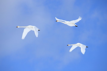 ハクチョウ　Swans