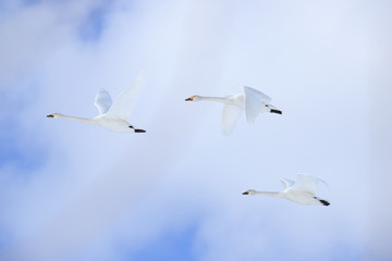 ハクチョウ　Swans
