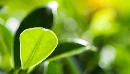 Closeup of nature leaves green blur. In the spring Under the morning light. Use as background and wallpapers.