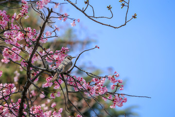 桜の木の上のヒヨドリの凛々しい後ろ姿