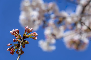 桜のつぼみと満開の桜