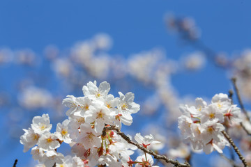 白い桜の花と快晴の青空 #2