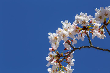 青空に輝く白い桜の花