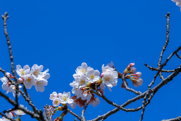 青空に映える桜の花と木の枝