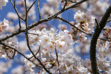 太陽のスポットライトを浴びる桜の花