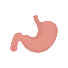 Stomach icon. Human internal organs symbol. Digestive system anatomy. Vector illustration in flat style isolated on white background