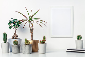 A desk by the white wall with lots of house plants, notebooks and a white mockup frame. A place for your text or graphics. Cacti, yuka and bonsai. Bright decoration with a golden element