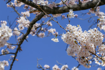 満開の桜と木