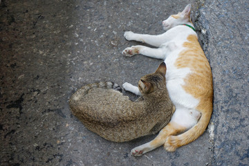 brown and white-orange lovely 2 cats sit and sleep beside together on the street.