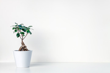 White shelf on an empty wall with bonsai. Minimal composition. Copy space. A place for your text. Photo taken from the front. Home decorative plant