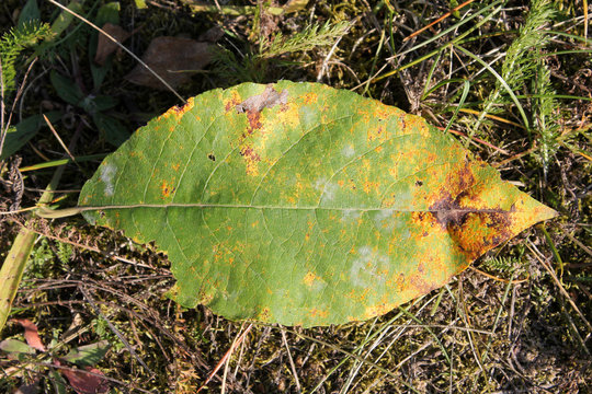 Subepidermal telia of Melampsora caprearum on green leaf of Salix caprea or Goat willow