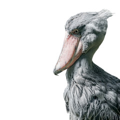 Portrait of enormous and beautiful African shoebill stork isolated at white background, closeup, details © neurobite