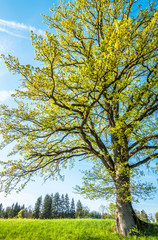 Obraz premium tree at a forest