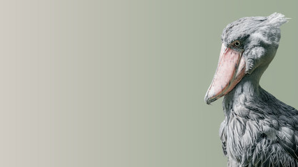 Portrait of enormous and beautiful African shoebill stork at smooth gradient background, closeup,...