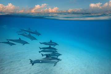 Pod of spinner dophins on blue water background underwater shot