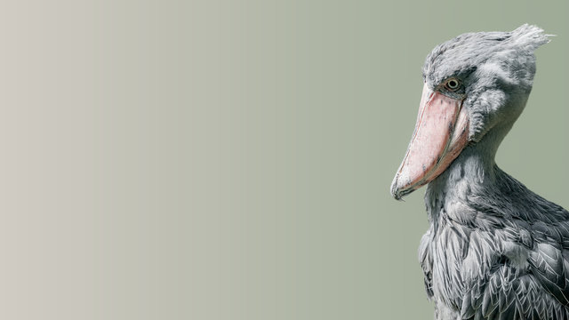 Portrait of enormous and beautiful African shoebill stork at smooth gradient background, closeup, details
