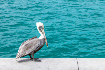 Pelican