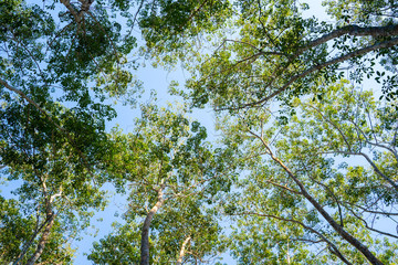 treetops of high tree in garden