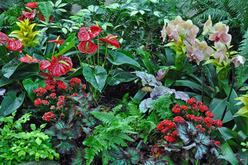 Panele Szklane  Kolorowy tropikalny ogród pełen paproci i kwiatów