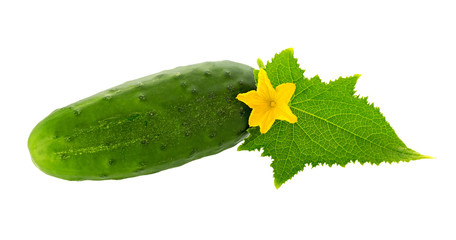 Cucumber plant. Cucumber with leaf and flowers isolated on white.