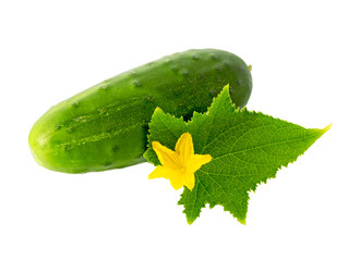 Cucumber plant. Cucumber with leaf and flowers isolated on white.
