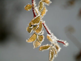 Photo winter hips in the ice.
