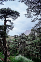 Obraz premium The cedar forest in Lebanon in the fog.